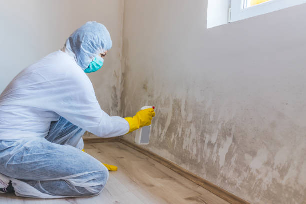 Licensed Attic Mold Remediation service in Freehold, NJ - Car Mold Remediation